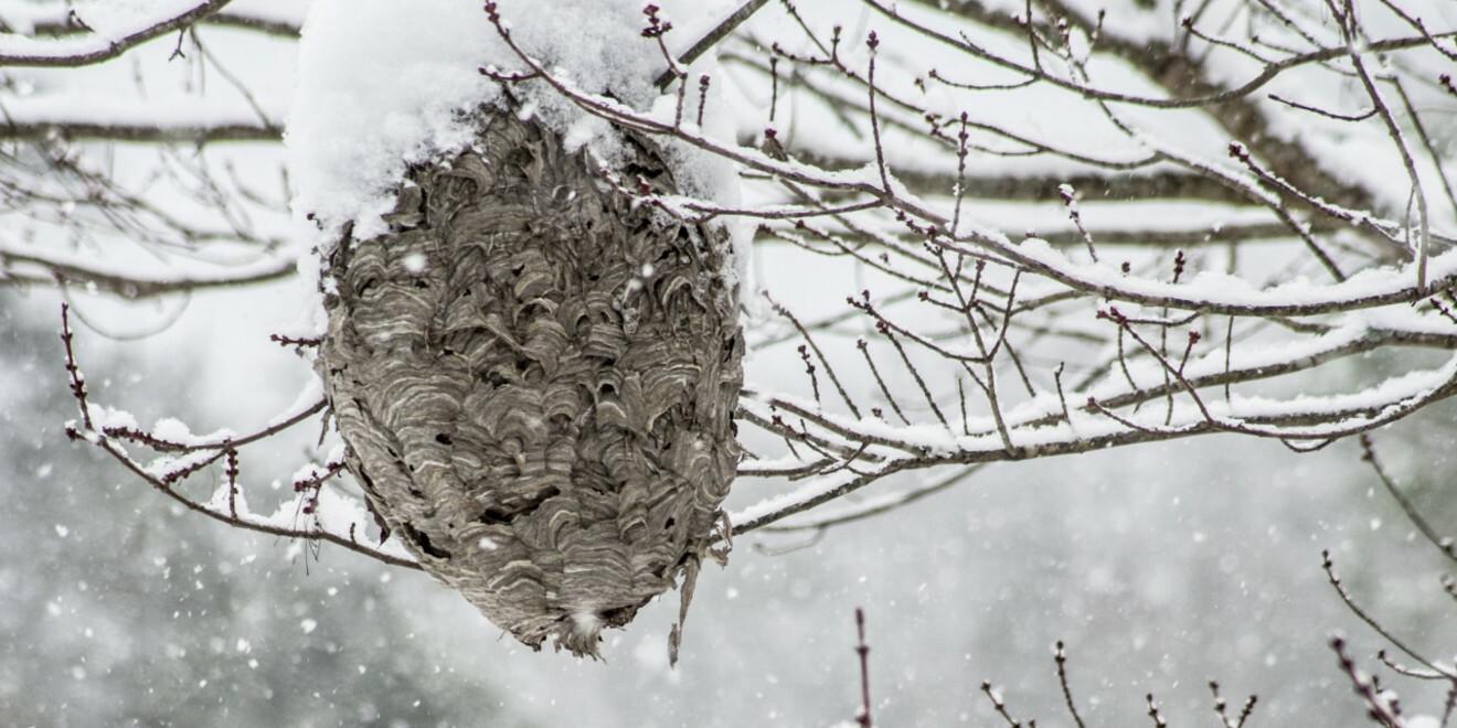 How to Safely Remove a Wasp Nest in Winter