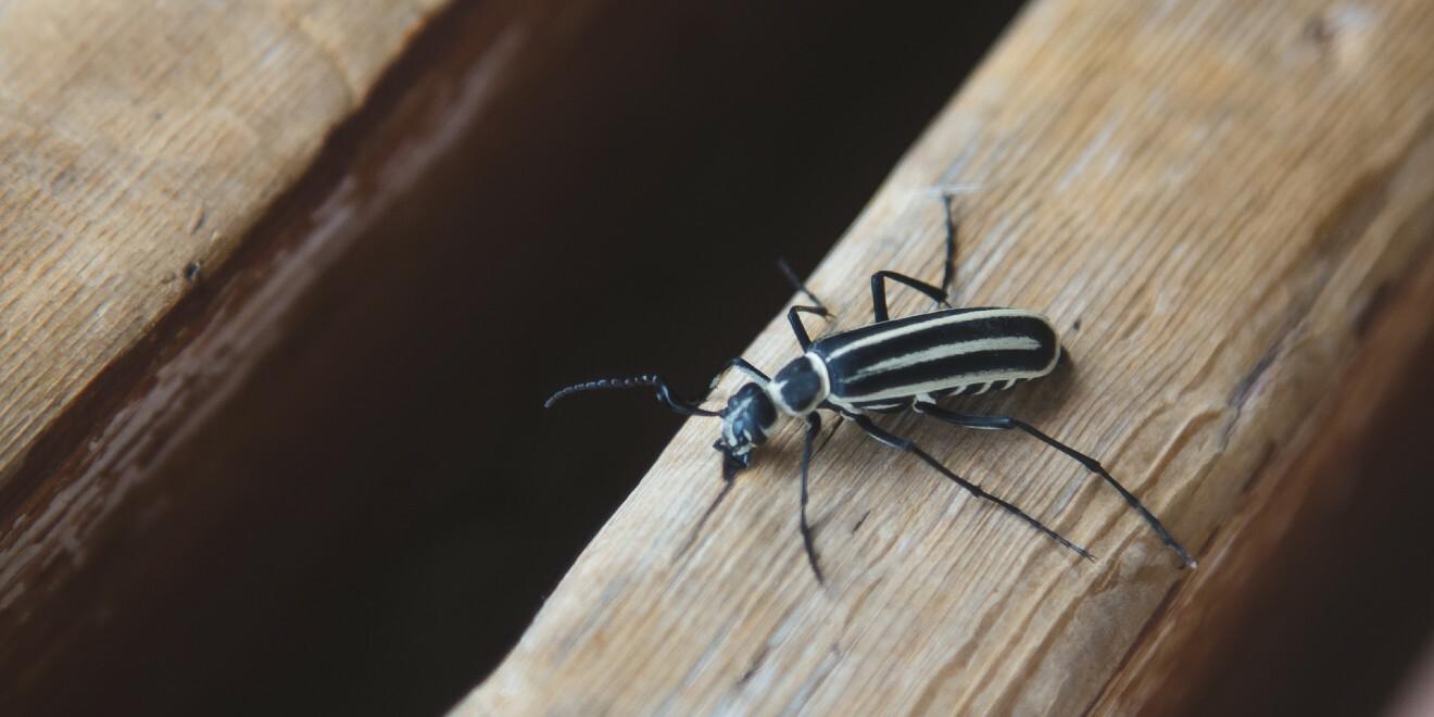 What Are Blister Beetles: A Small Beetle with a Strong Toxin