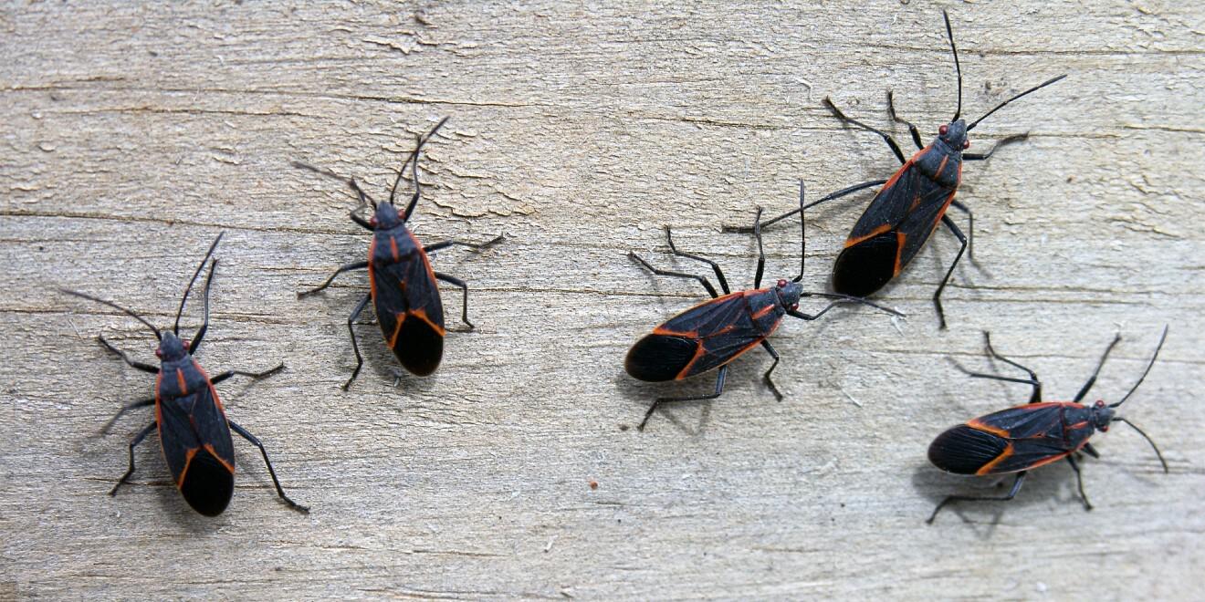 Boxelder Bugs: Nature’s Cold-Weather Intruders