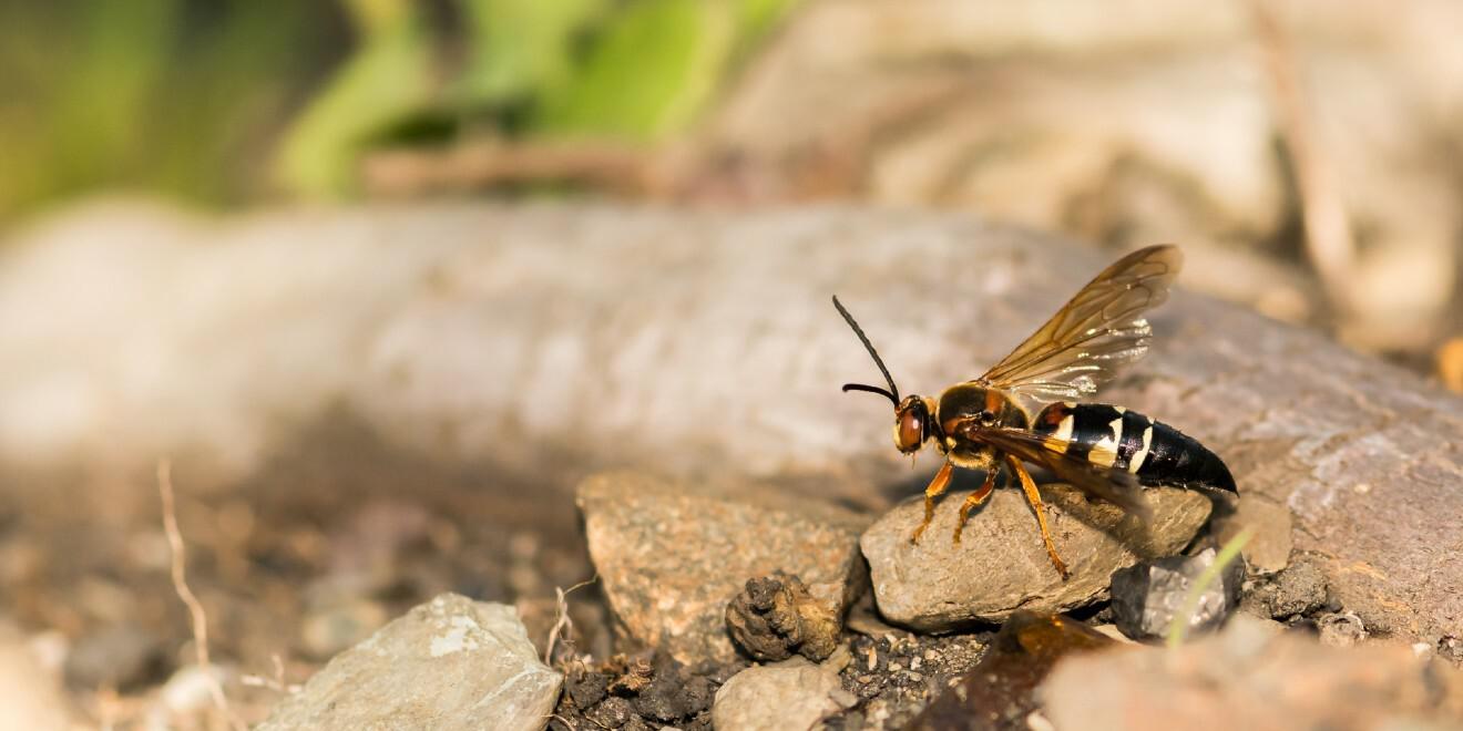 Let Us Introduce You to the Ominous Cicada Killer Wasp