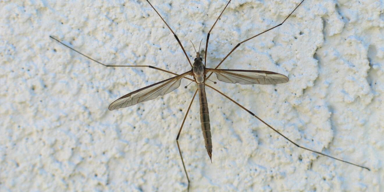 Meet the Crane Fly – A Gentle Giant