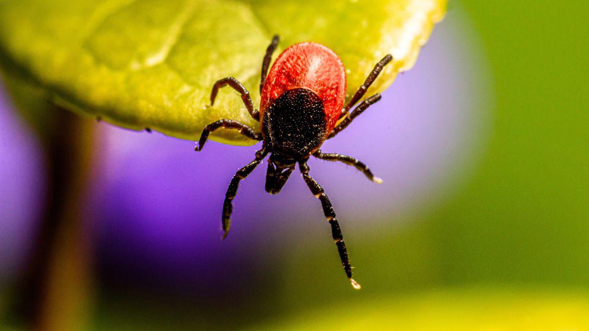 Defend Your Yard With Natural Tick Control Treatments