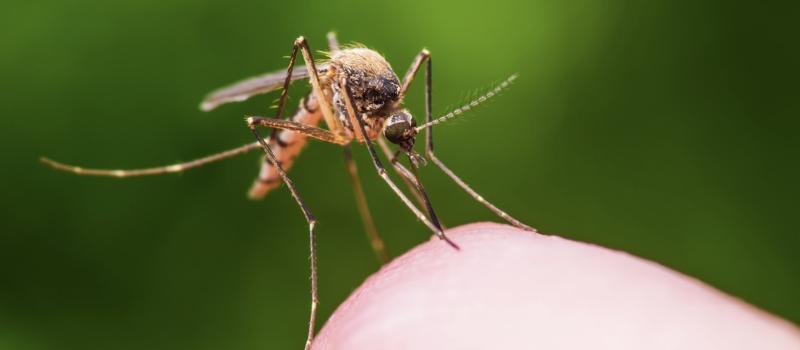 The Outdoor Buzzkill: Addressing West Nile Virus with Newington Mosquito Control