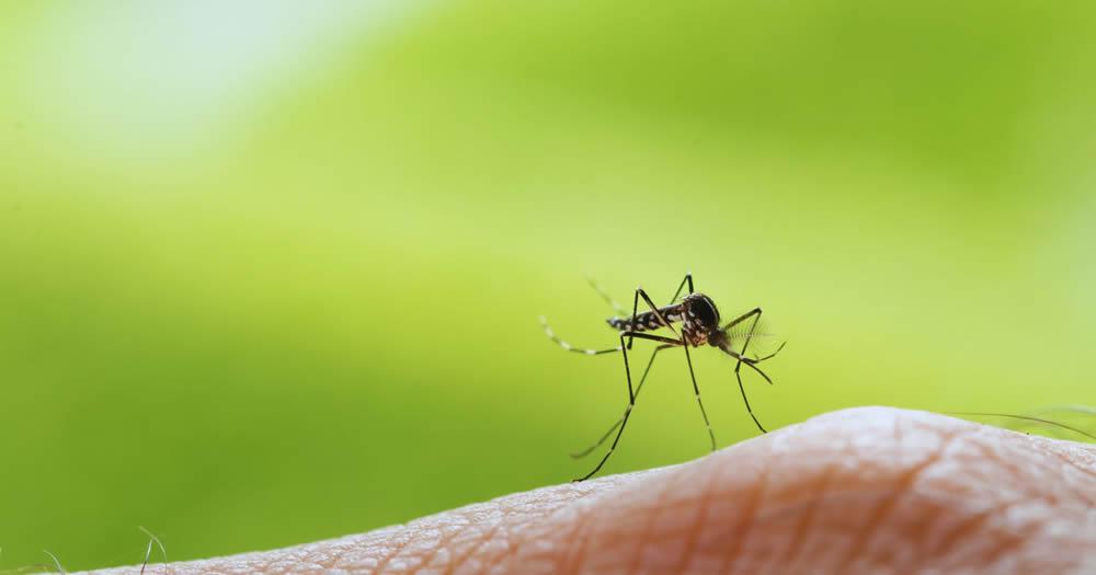 Is Residential Mosquito Control Done Outdoors?