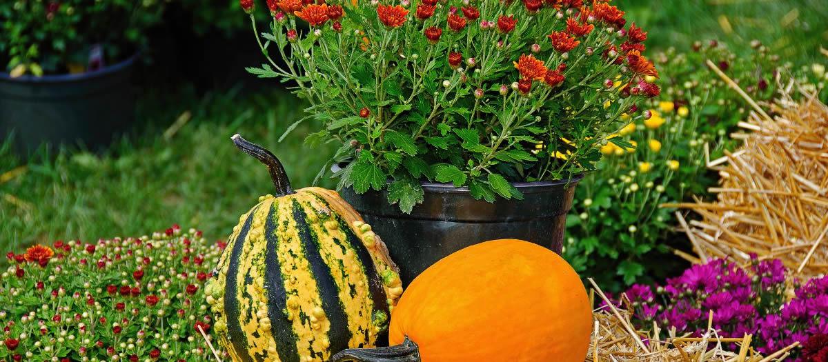 Pests and Fall Décor, What to Watch Out For