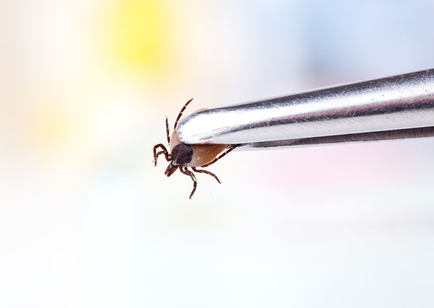 Effective Tick Control for Your Yard