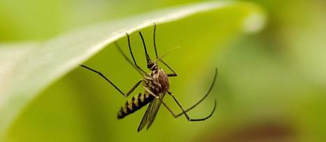 How Long Does Mosquito Control Last?