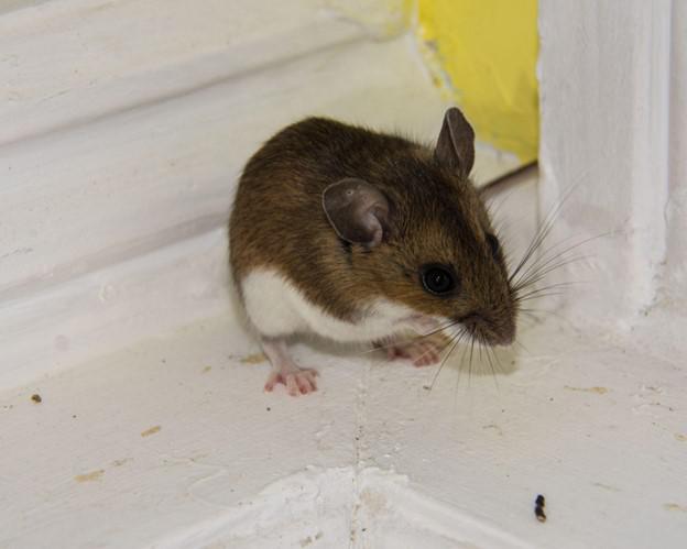 What Can I Do About the Rodent Nest in My Home?