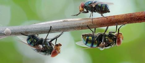 Fly Control, Pest Control for Flies in Nashville