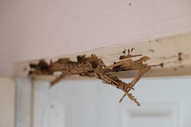 door frame wood falling apart