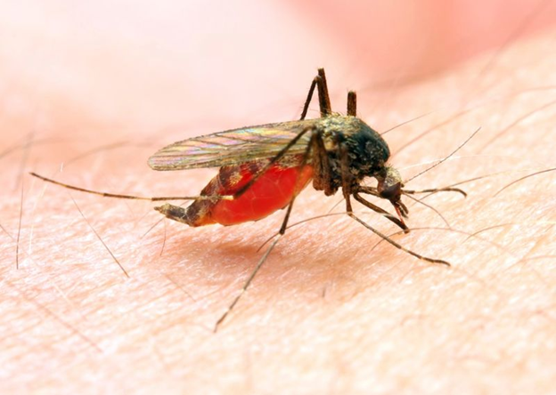 How to Treat Mosquito Bites