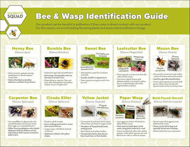 Understanding Common Bees And Wasps in The Greater Salt Lake