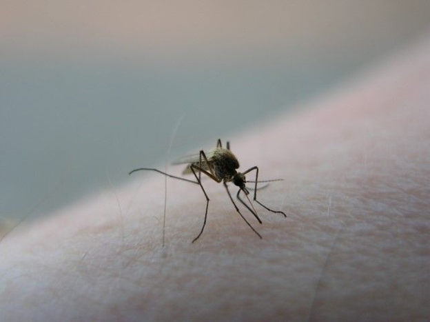 Mosquito-Borne Diseases to Keep an Eye Out For
