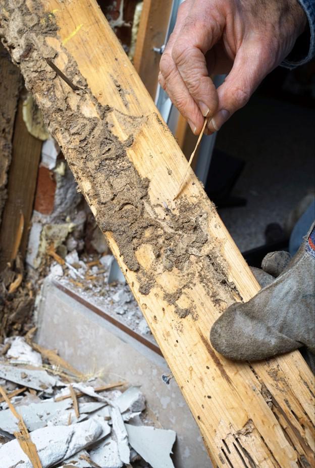 person inspecting termite damage