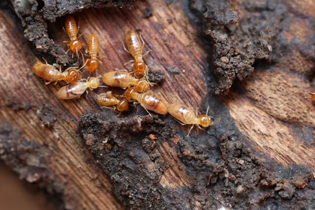 When to Consider Termite Control in Williamsburg, VA