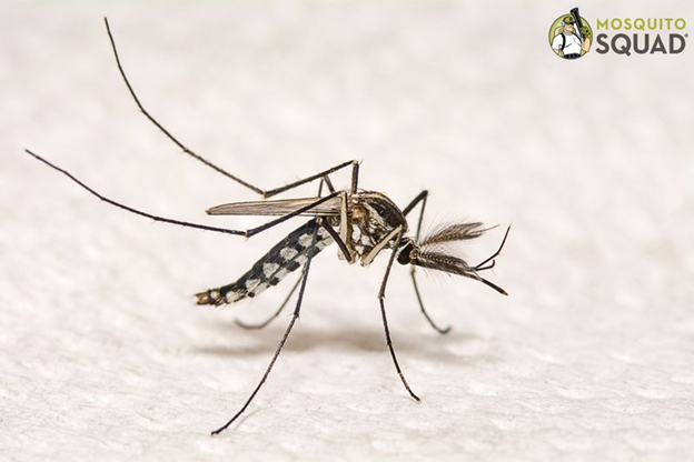 Understanding Mosquito Control in Barhamsville, VA