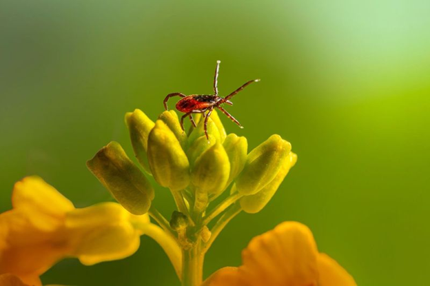 Why Is Point Harbor, NC Tick Control Important?