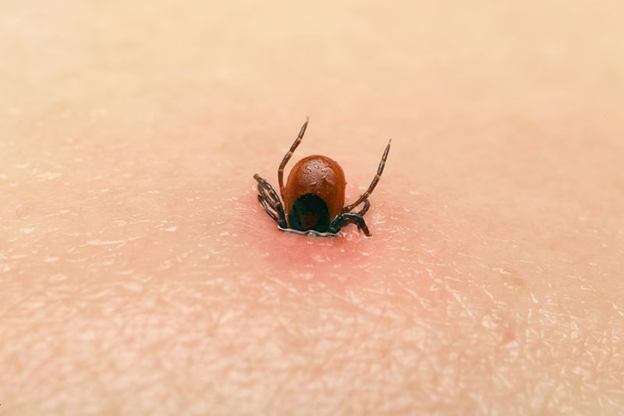 The Dangers of Ticks in Williamsburg, VA