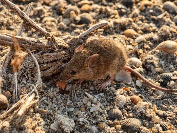 mouse surrounded by shells