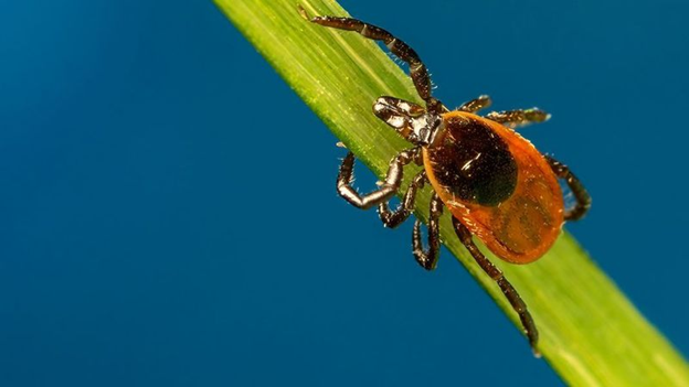 Tips and Tricks for Maple, NC Tick Control