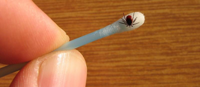 Portland CT Tick Control: Your Best Defense Against Tick-Borne Diseases