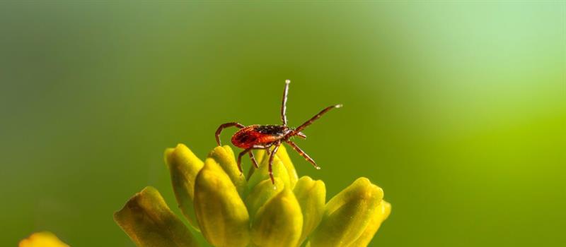 The Essential Role of Goshen Tick Control in Combating Lyme Disease