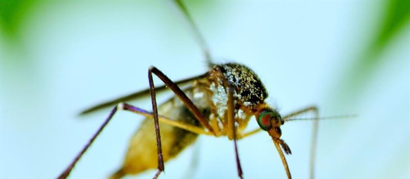 Don’t Let Mosquitoes Ruin the Mood; Bloomfield Mosquito Control Helps