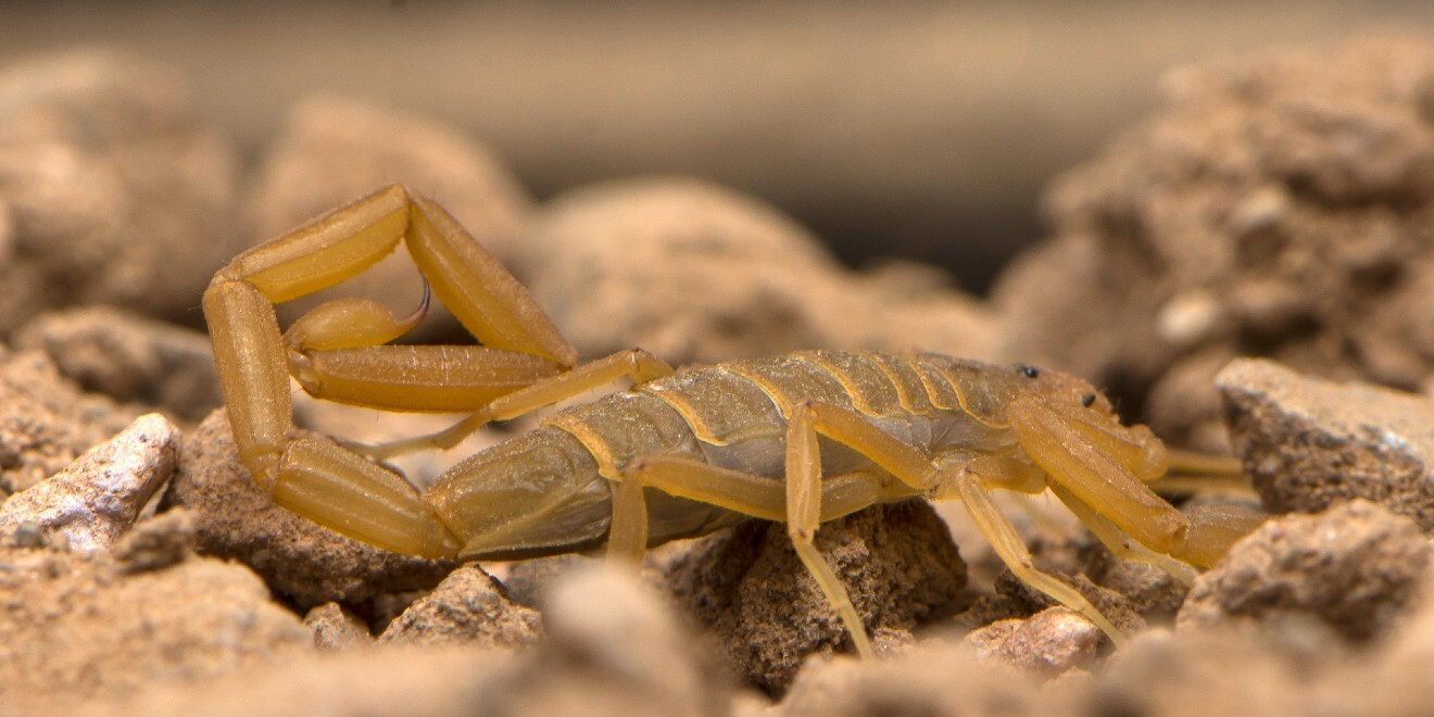 Meet Some Potentially Dangerous Scorpions in the US