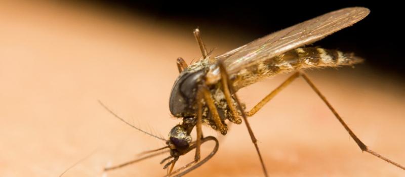 Why Do Mosquito Bites Itch?