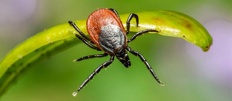 South Windsor Tick and Mosquito Control: Are Both Necessary?