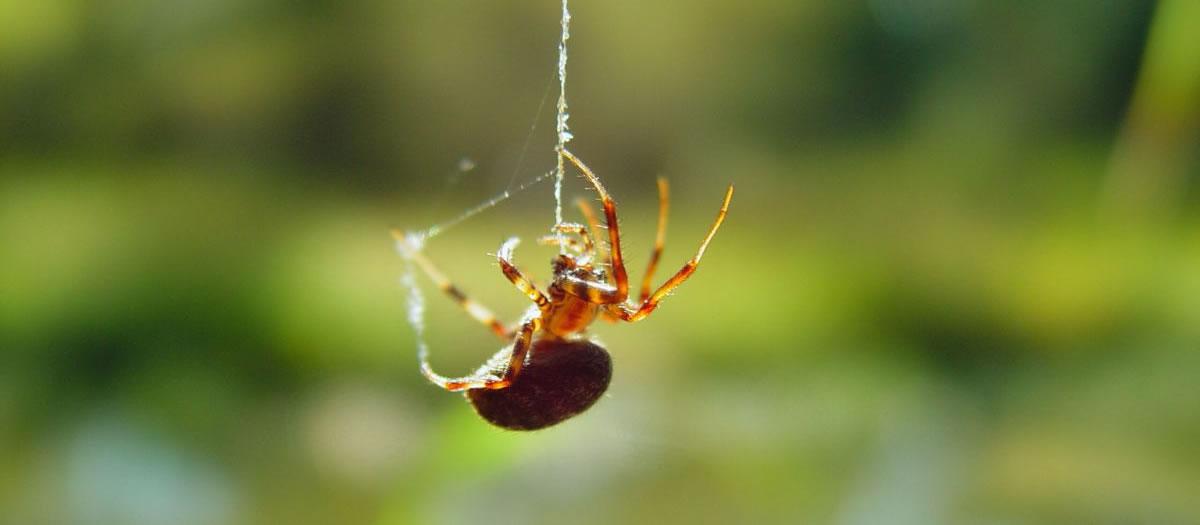 Are There More Spiders in Autumn?