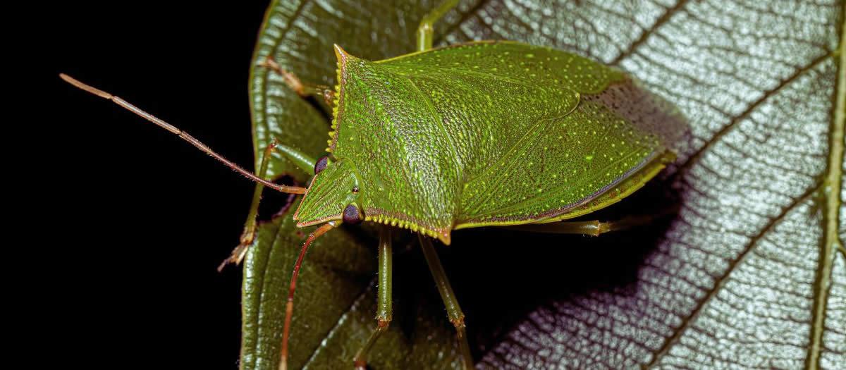 Nashville Stink Bugs Really Do Stink