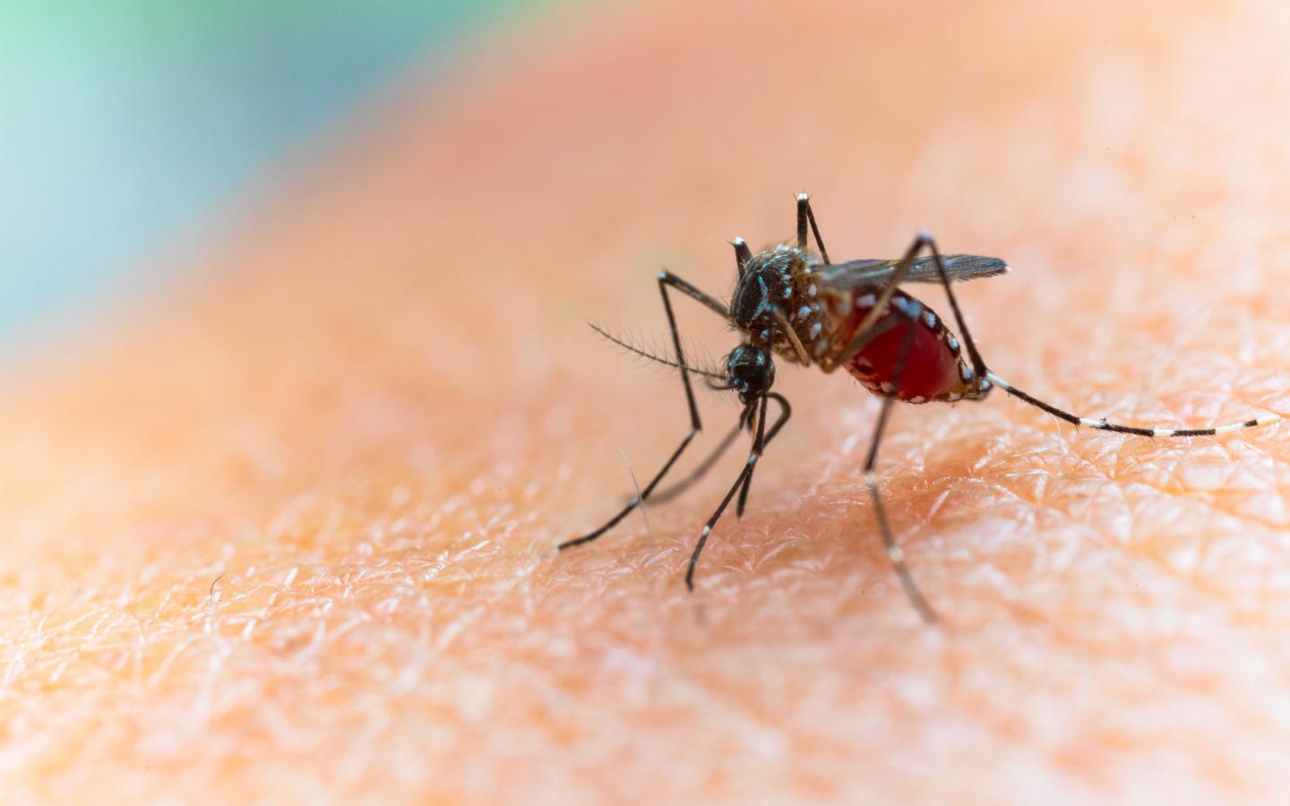 A mosquito on a person's skin