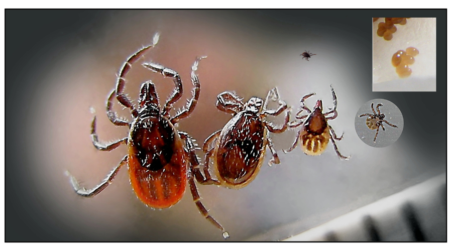 Massachusetts Ranked #6 for Tick-borne Illness? We Have the Solution