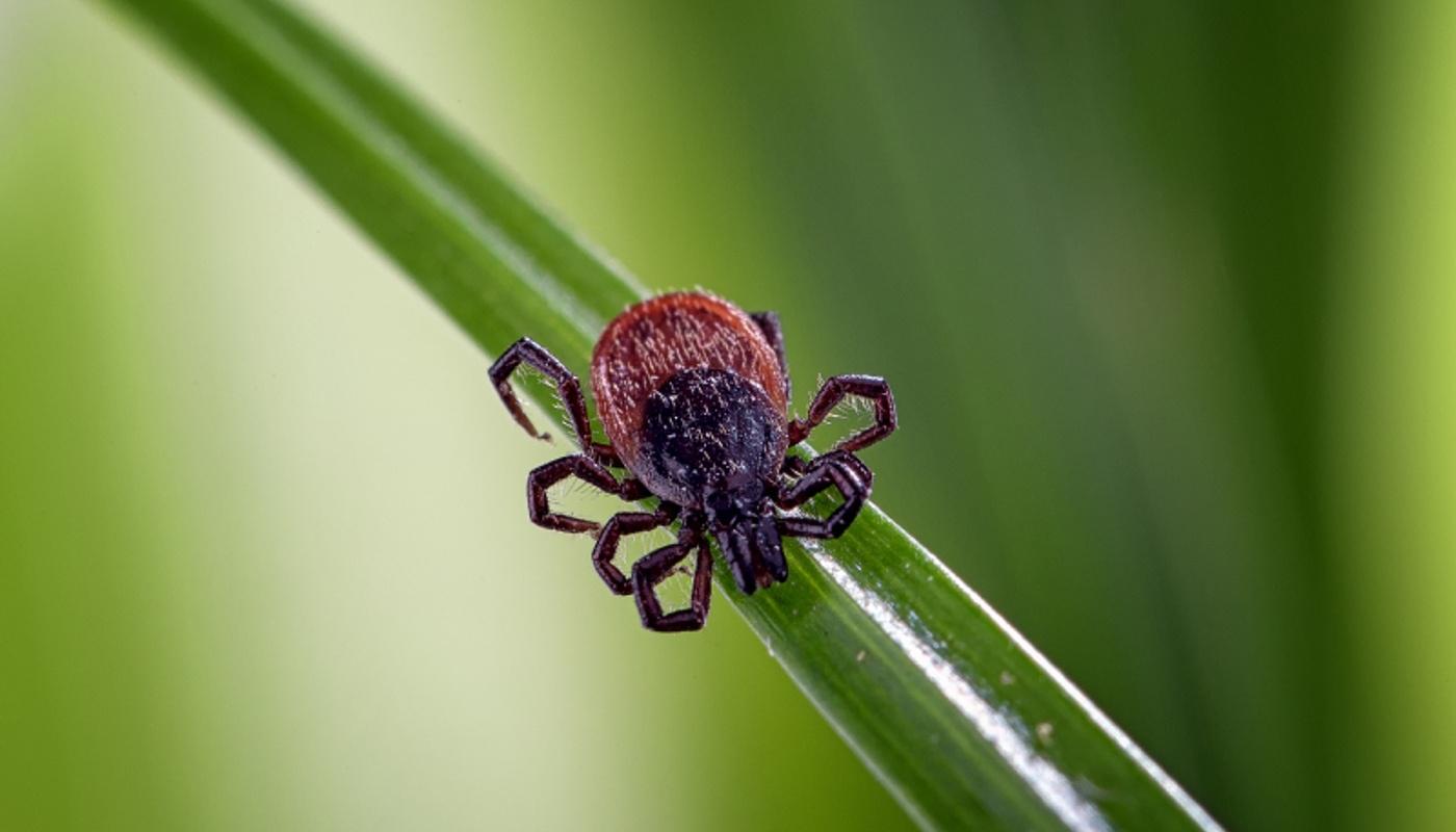 A close up of a spider on a blade of grassDescription automatically generated