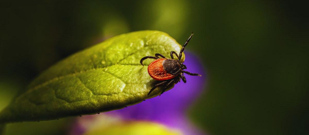 Tick Control, a Fall Affair?