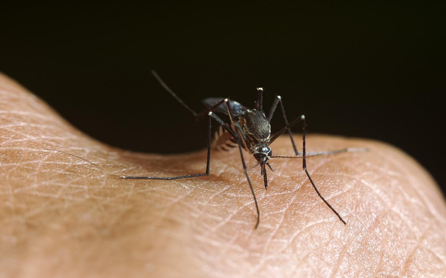 A close-up of a mosquito on a person's skin