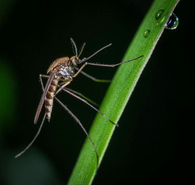 Find Relief from Pests with Menomonee Falls Mosquito Control