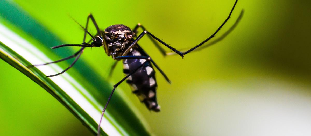 What Are the Black and White Mosquitoes in Massachusetts?