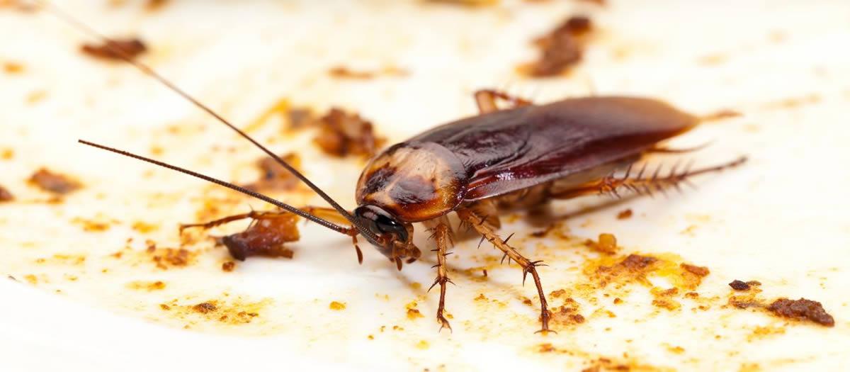 What Is The Most Common Household Pest?