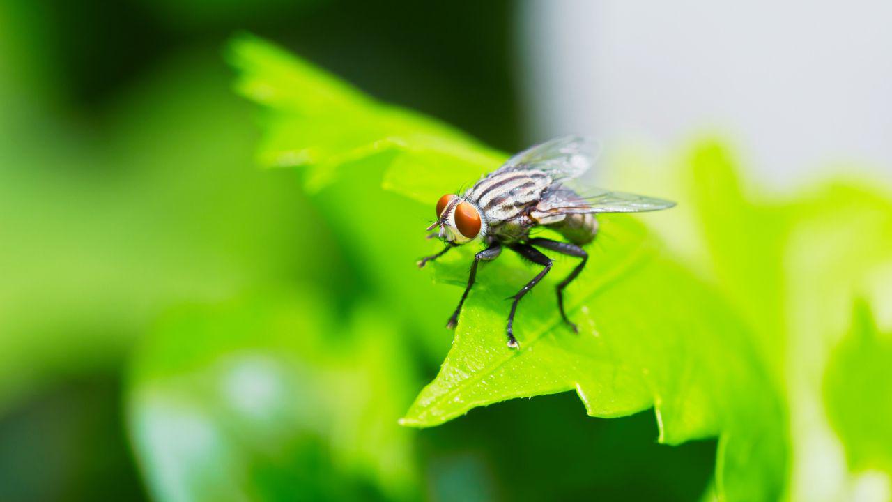 What Pest Control Gets Rid of Flies?