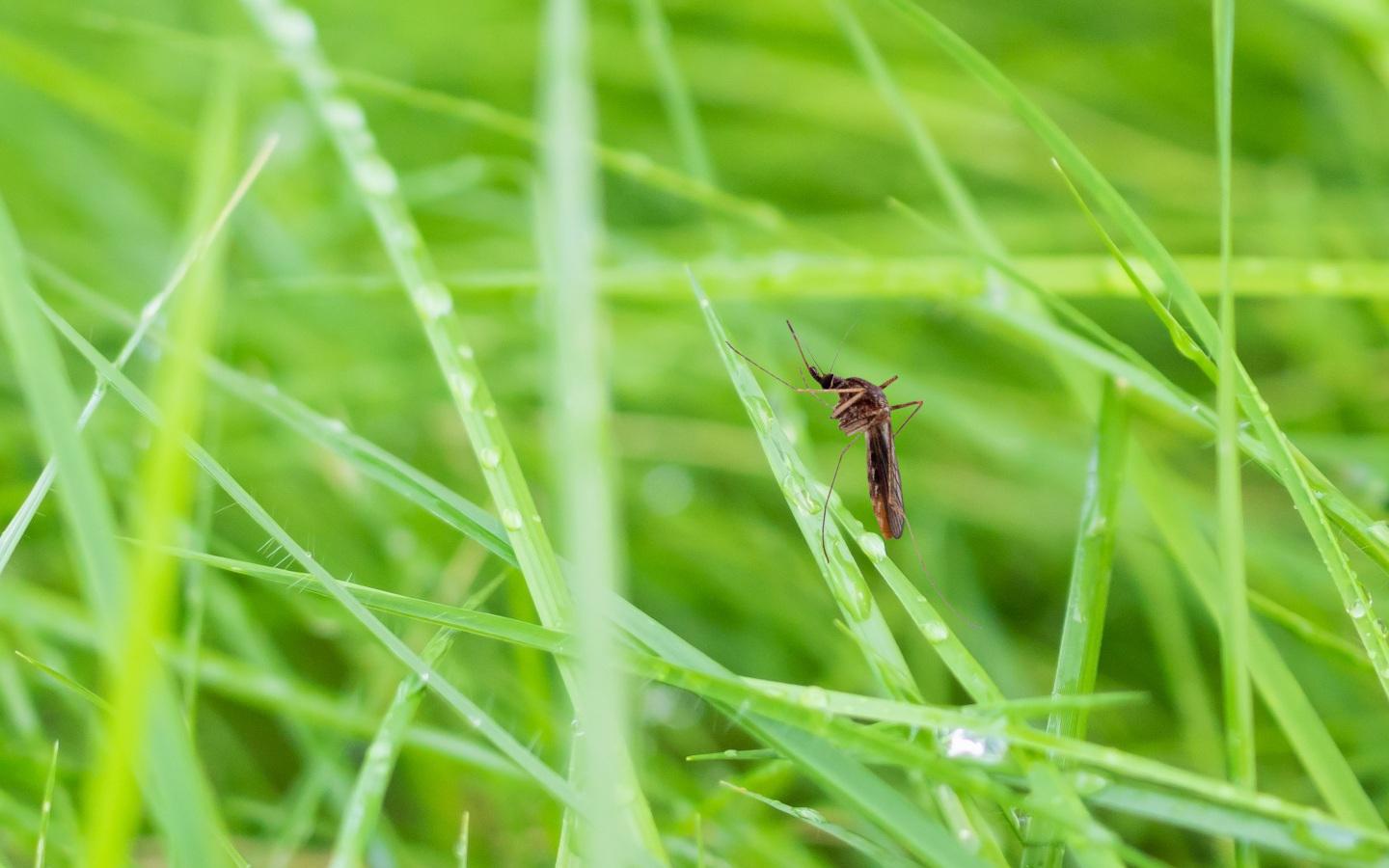 When is the Best TIME to Begin Mosquito Protection in the Greater Atlanta Area?