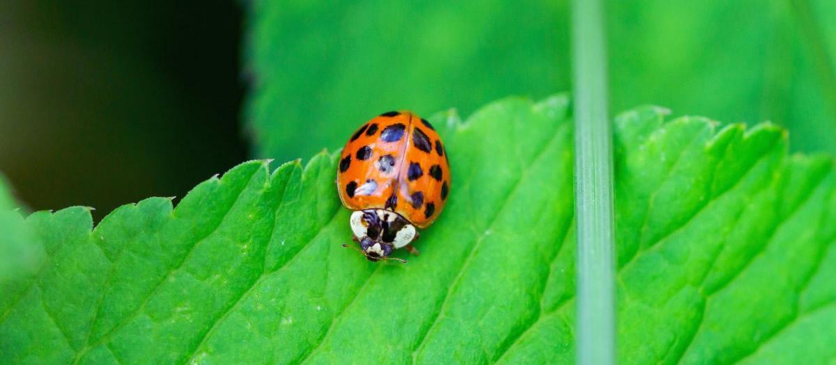 When Should You Treat for Asian Beetles?