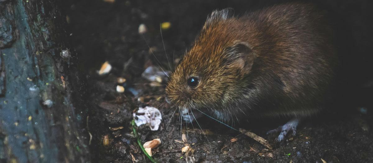 Why is Rodent Control Important?
