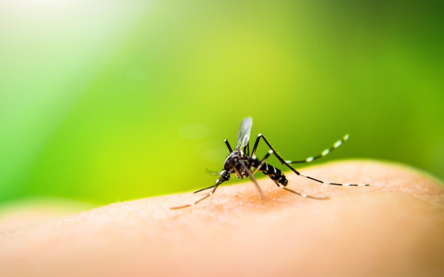 A mosquito on a person's skinDescription automatically generated